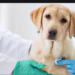 Bệnh Parvo – Bệnh viêm ruột ở chó